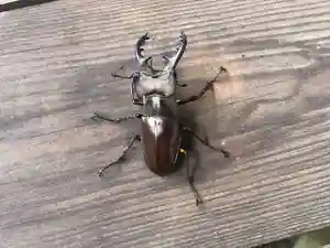 木舟山 順教寺の動物(2022年09月24日(土) 14時45分27秒投稿)