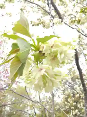 和霊神社の自然