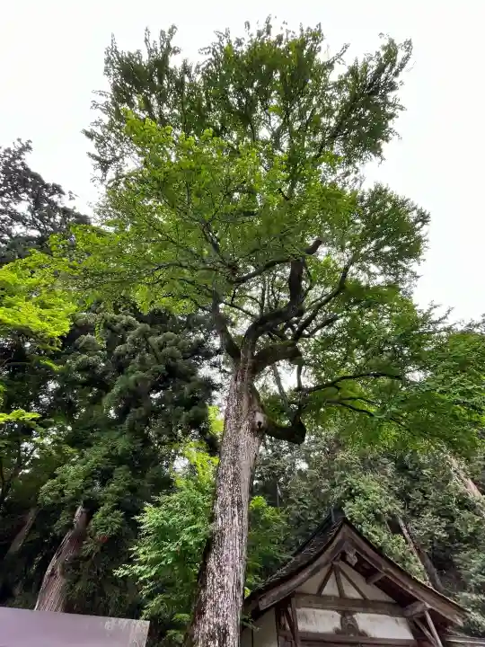日吉大社 西本宮の{uncategorized: "未分類", other: "その他", undefined: "問題あり", building: "その他建物", grave: "お墓", sacred_gate: "鳥居", guardian: "狛犬", statue: "像", buddha: "仏像", history: "歴史", nature: "自然", garden: "庭園", animal: "動物", pagoda: "塔", temizu: "手水舎", mountain_gate: "山門・神門", sanctuary: "本殿・本堂", subordinate: "末社・摂社", art: "芸術", scenery: "景色", jizo: "地蔵", ema: "絵馬", goshuin: "御朱印", omikuji: "おみくじ", items: "授与品その他", amulet: "お守り", goshuincho: "御朱印帳", eats: "食事", festival: "お祭り", votive_dance: "神楽", shichigosan: "七五三参", wedding: "結婚式", experience: "体験その他", initially: "初詣", around: "周辺", anti_infection: "感染症対策"}