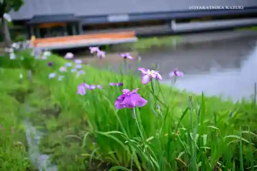 伊勢神宮外宮（豊受大神宮）の自然