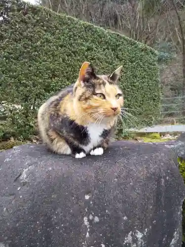 御誕生寺（猫寺）の動物