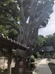 伊古奈比咩命神社の建物その他