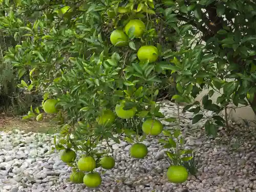 満徳寺(大阪府)