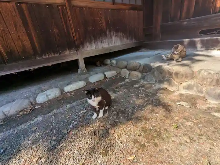 八幡社(柏井町)の動物