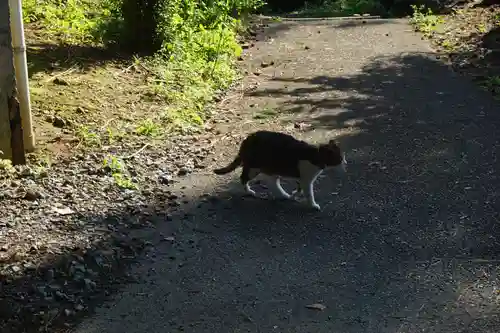 唐澤山神社の動物