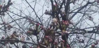 冠稲荷神社(群馬県)