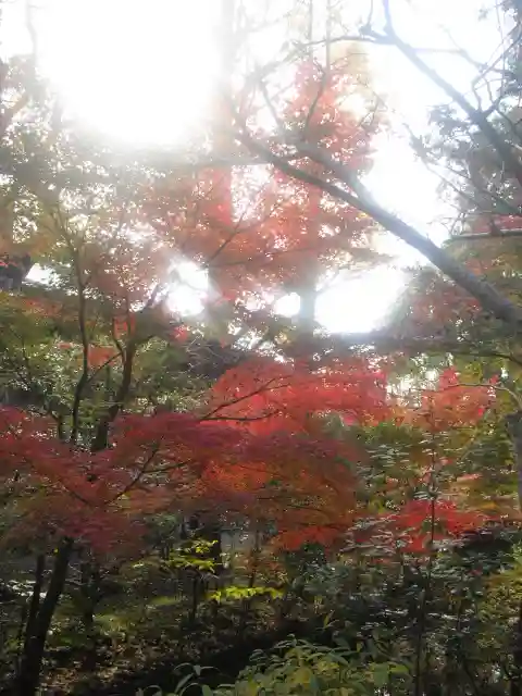 鶴岡八幡宮の自然