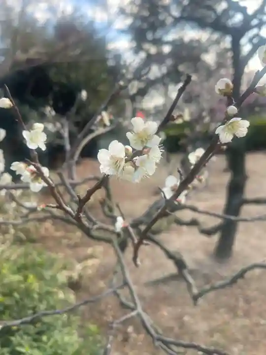 道明寺天満宮(大阪府)