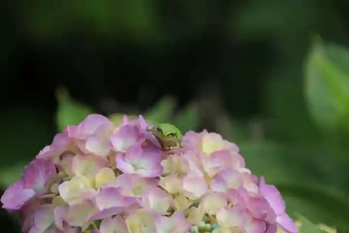 日枝神社の景色