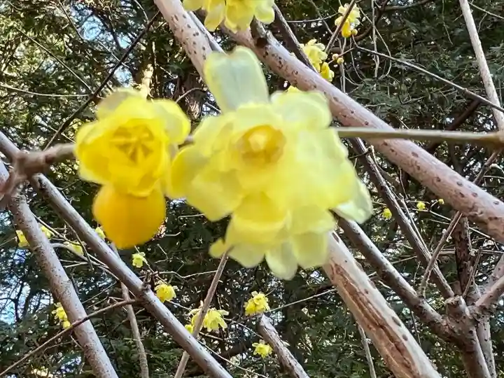 宝登山神社奥宮(埼玉県)