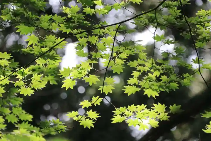 鹿島大神宮の自然