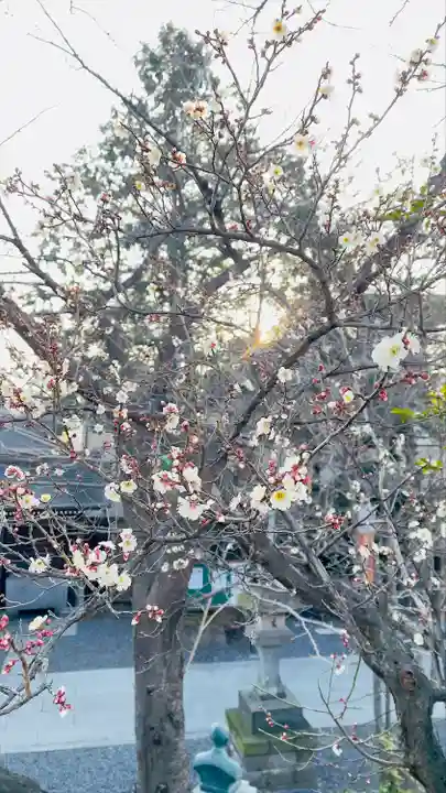 鎮守氷川神社の自然