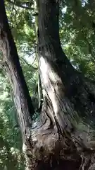 鹿島香取神社の自然