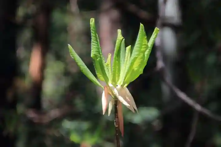 磐椅神社の自然