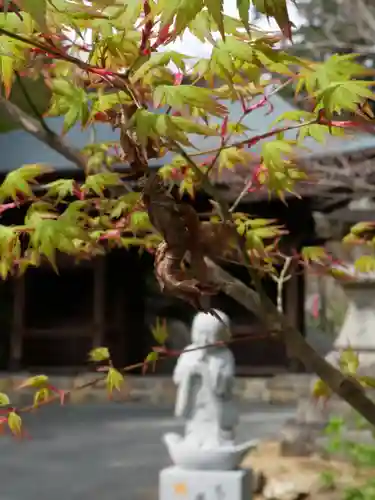 普門寺(切り絵御朱印発祥の寺)の自然