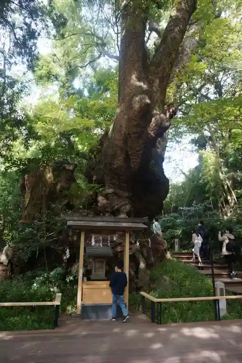 來宮神社の自然