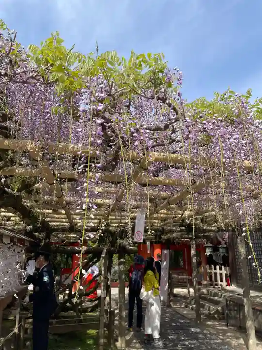 春日大社(奈良県)