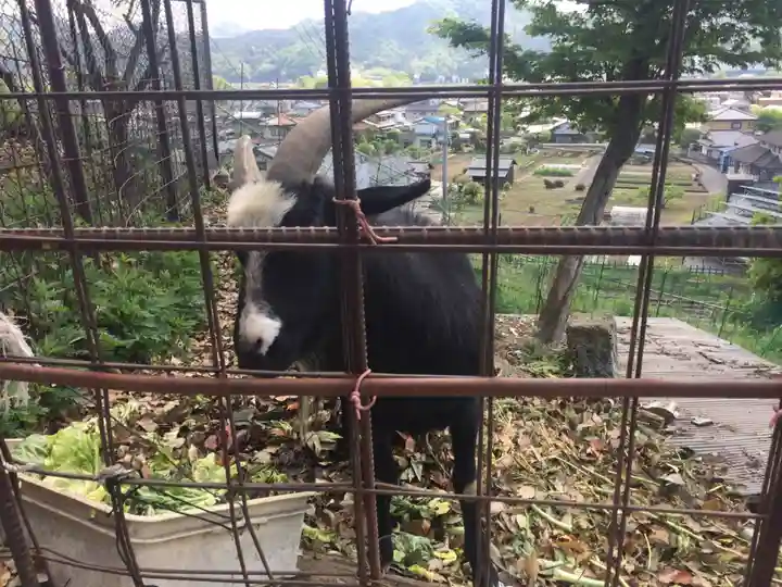 賀茂別雷神社の動物