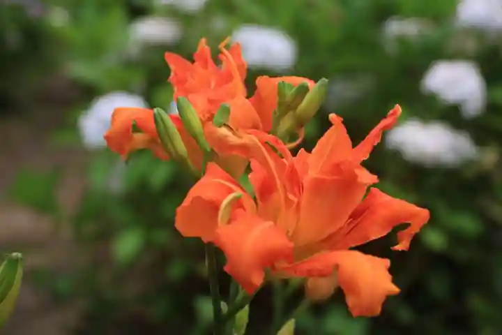 豊景神社の庭園