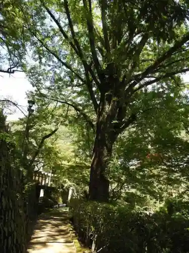 朝護孫子寺の自然