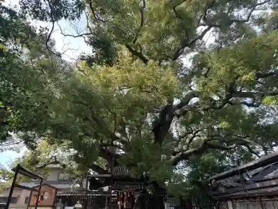 三島神社の{uncategorized: "未分類", other: "その他", undefined: "問題あり", building: "その他建物", grave: "お墓", sacred_gate: "鳥居", guardian: "狛犬", statue: "像", buddha: "仏像", history: "歴史", nature: "自然", garden: "庭園", animal: "動物", pagoda: "塔", temizu: "手水舎", mountain_gate: "山門・神門", sanctuary: "本殿・本堂", subordinate: "末社・摂社", art: "芸術", scenery: "景色", jizo: "地蔵", ema: "絵馬", goshuin: "御朱印", omikuji: "おみくじ", items: "授与品その他", amulet: "お守り", goshuincho: "御朱印帳", eats: "食事", festival: "お祭り", votive_dance: "神楽", shichigosan: "七五三参", wedding: "結婚式", experience: "体験その他", initially: "初詣", around: "周辺", anti_infection: "感染症対策"}