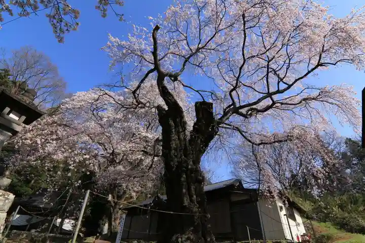 諏訪神社の自然