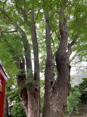 由比若宮(元鶴岡八幡宮)の自然