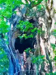 神崎神社の自然