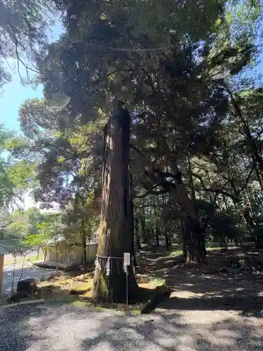 間々田八幡宮(栃木県)