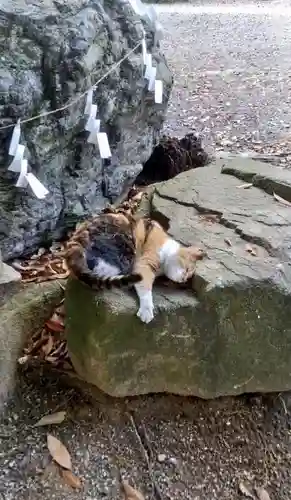 不乗森神社の動物