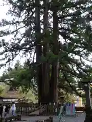 戸隠神社中社の自然