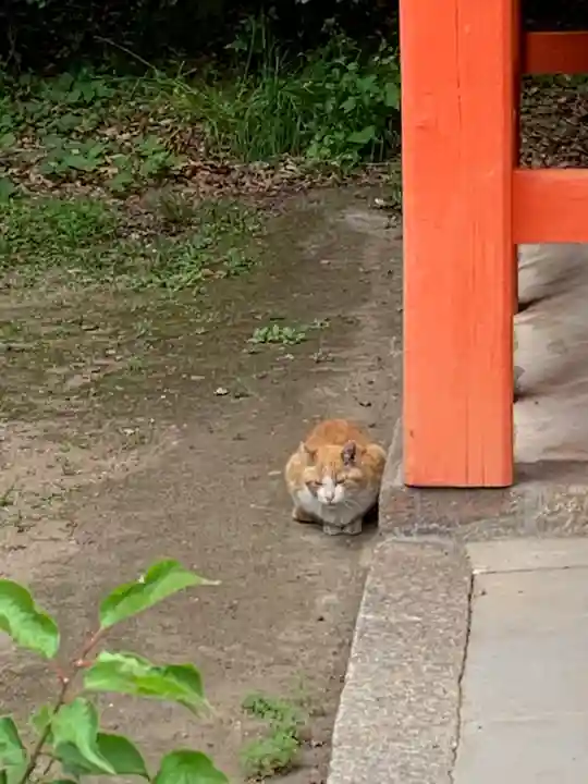 北野天満宮の動物