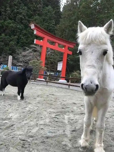 丹生川上神社(下社)(奈良県)