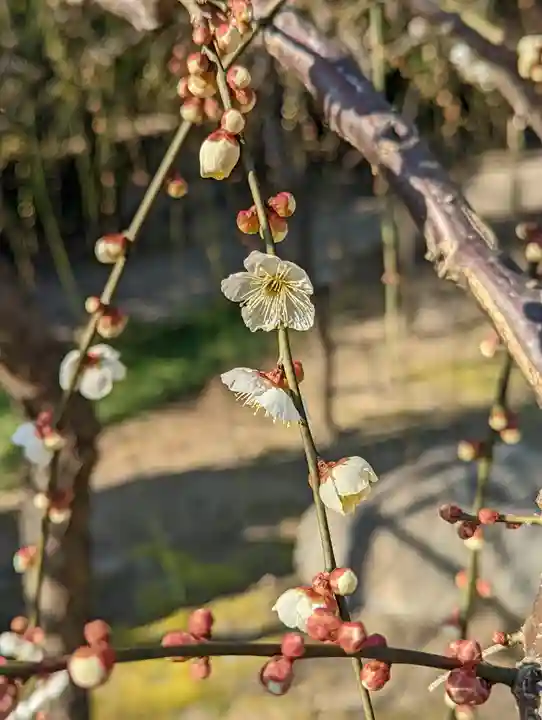 城南宮(京都府)