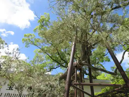 湊川神社の自然