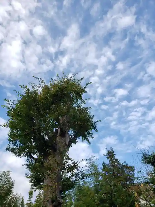 鷺宮八幡神社の自然