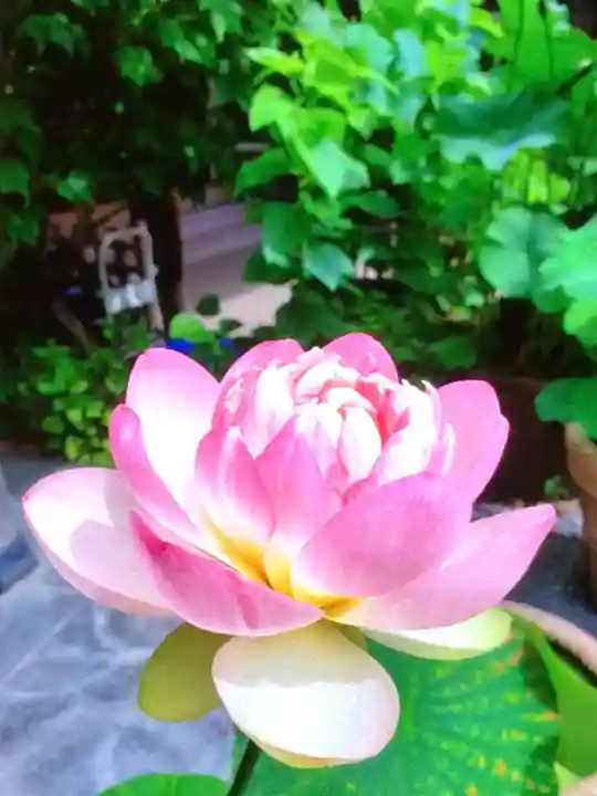 宗延寺(東京都)