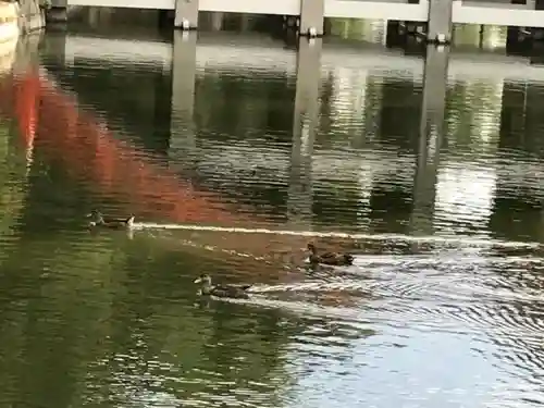 住吉大社の動物