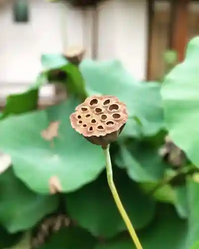 上行寺(静岡県)