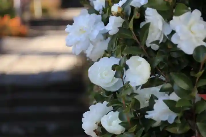 豊景神社の庭園