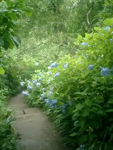 明月院の庭園