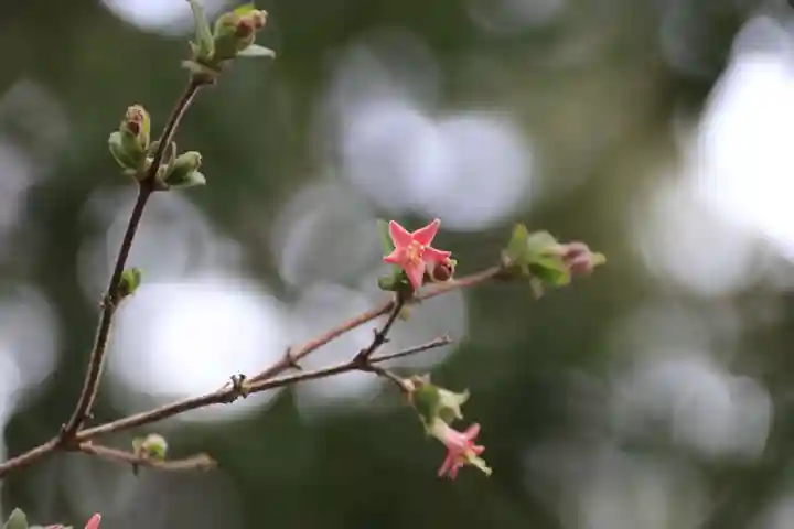 田村神社の自然