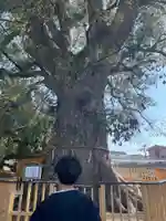 伊勢神明社の自然