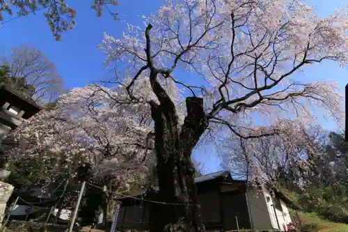 諏訪神社の自然