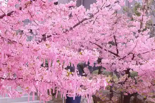 桜神宮の自然