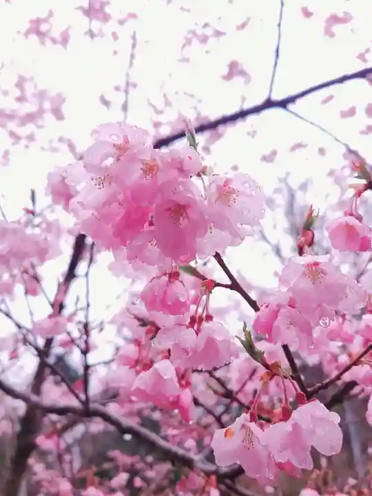 土津神社|こどもと出世の神さまの自然