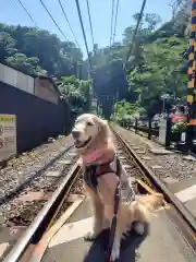 御霊神社(神奈川県)