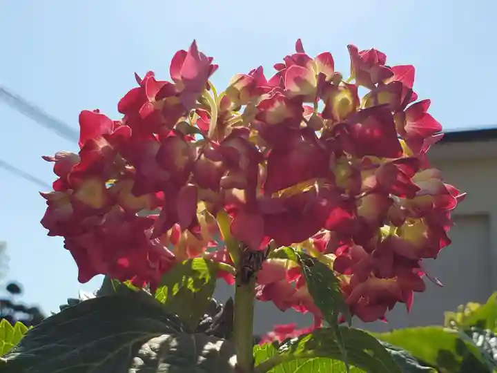 稲荷神社の自然