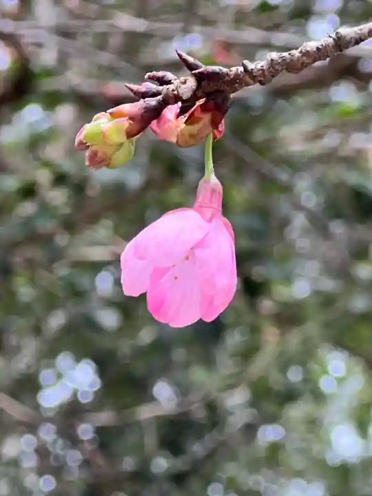 櫻木神社(千葉県)