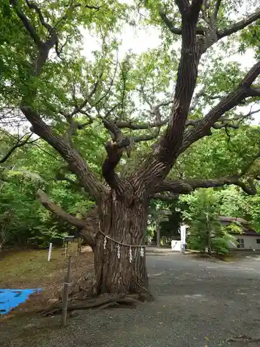 相馬神社の自然